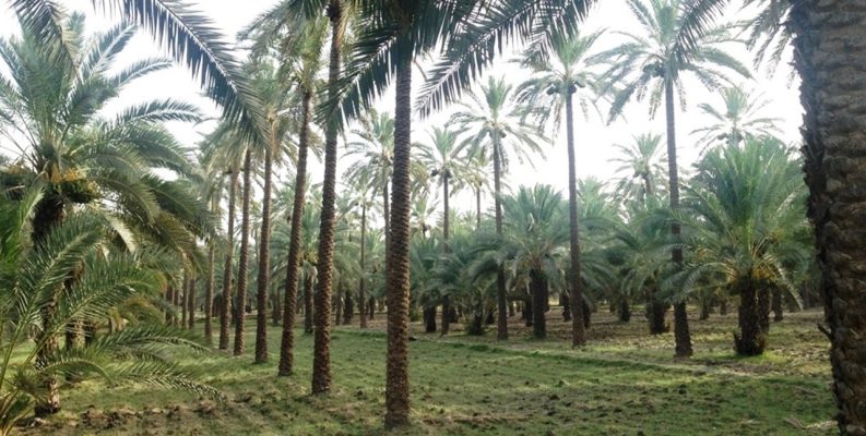 Dates Farm Pakistan