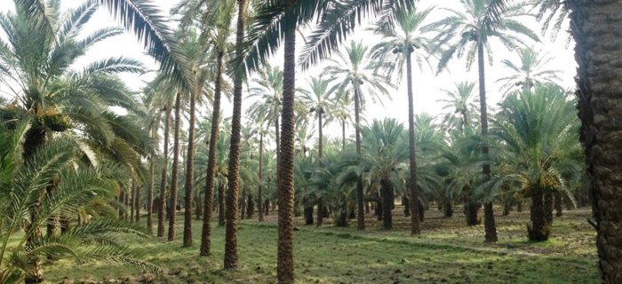 Dates Farm Pakistan